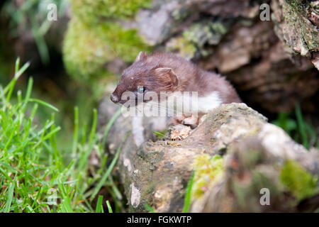 Stoats sono noti anche come il corto-tailed weasel Foto Stock