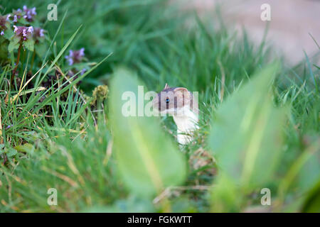 Stoats sono noti anche come il corto-tailed weasel Foto Stock