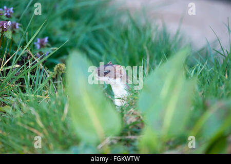 Stoats sono noti anche come il corto-tailed weasel Foto Stock