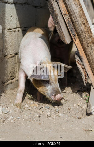 Carino piglet giocare all'aperto, in una bella giornata di sole. Foto Stock