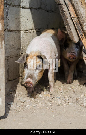 Due graziosi i suinetti di giocare al di fuori, in una giornata di sole. Foto Stock