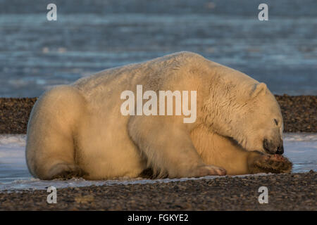 Orso polare viene appoggiata la testa sulla paw come ella pan Foto Stock