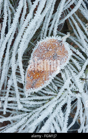 Pesanti i cristalli di brina sulla foglia caduta ed erbe, Cascade Mountains, Washington, inverno Foto Stock