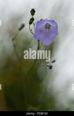 Harebell (Campanula rotundifolia). Un impressionante e fiore blu su una pianta che cresce in una cava di calcare nella famiglia Campanulaceae Foto Stock