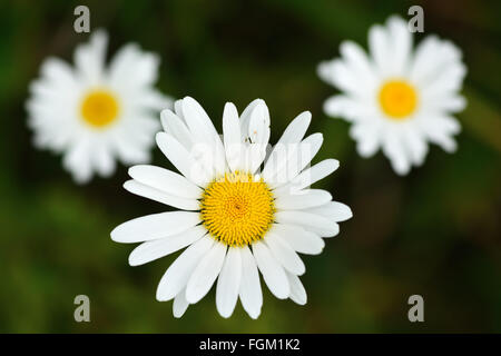 Margherita occhio di bue (Leucanthemum vulgare). Tre fiori composito dal di sopra nella famiglia Asteraceae Foto Stock