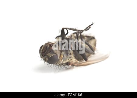 Macro della mosca morta Foto Stock