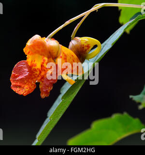 Arancione (Balsamina Impatiens capensis). Sorprendente arancio e fiori di colore giallo su questo impianto in famiglia Balsaminaceae Foto Stock