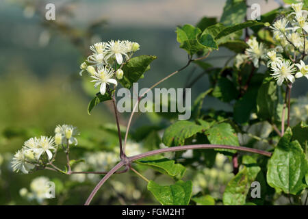 Il viaggiatore-gioia (Clematis vitalba). Arbusto di arrampicata in il ranuncolo famiglia (Ranunculaceae), cuscinetto attraente fiori bianchi Foto Stock