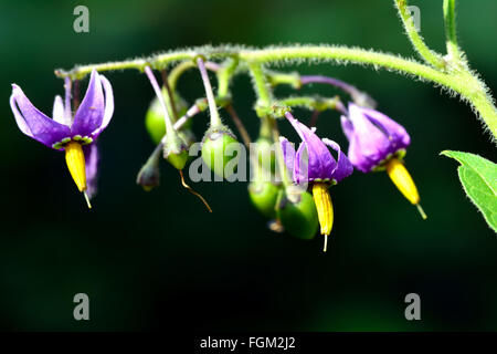 Bittersweet nightshade (Solanum dulcamara). Il porpora e il giallo dei fiori di questa pianta della famiglia delle solanacee, aka woody nightshade Foto Stock