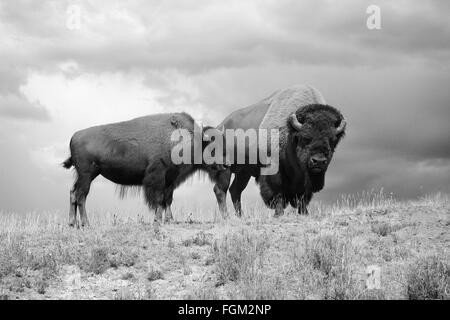 Bull e Cow bisonti americani Buffalo in Bianco e Nero nel Parco Nazionale di Yellowstone Foto Stock