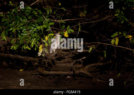 Immaturo giallo-incoronato Night-Heron, Nyctanassa violacea, nella foresta di mangrovie accanto a Rio Grande, Cocle Affitto provincia, Repubblica di Panama. Foto Stock