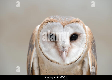 common barn owl ( Tyto albahead ) head close up Foto Stock