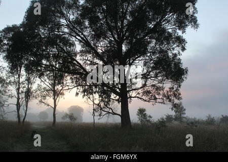 La mattina presto nel paese vedendo alba sunshine attraverso raggi Foto Stock