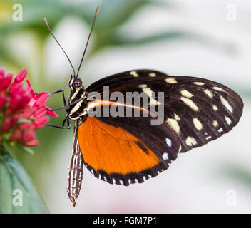 Longwing polimorfico, Heliconius hecale Foto Stock