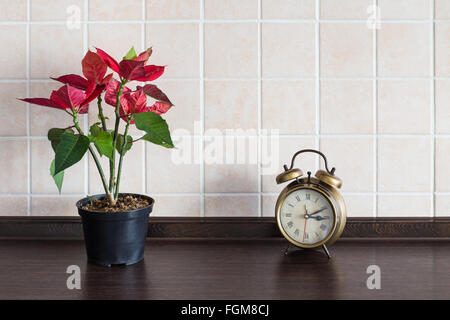 Piano di lavoro della cucina dello sfondo. Impianto decorativo in una pentola con orologio sul contatore Foto Stock