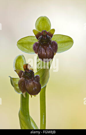 Bumblebee orchidea (Ophrys bombyliflora), Mari Ermi, Sardegna, Italia Foto Stock