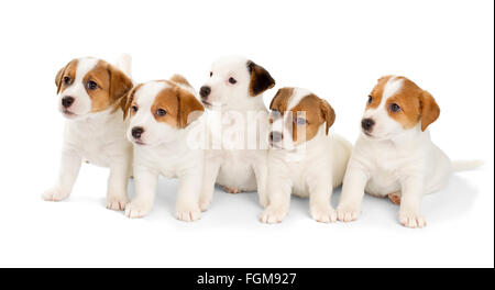 Cinque Jack Russell Terrier cuccioli isolati su sfondo bianco. Vista frontale, seduta. Foto Stock