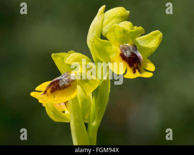 Phrygana orchidea (Ophrys phryganea), interno in Gallura, Tiempo, Sardegna, Italia Foto Stock