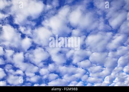 Cirrocumulus, lanosa nuvole, cattivo tempo anteriore, Prealpi bavaresi, Baviera, Germania Foto Stock