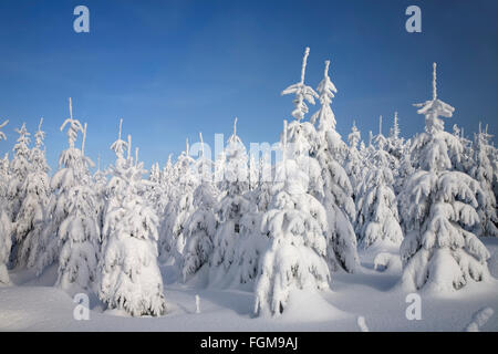 Inverno foresta, coperta di neve abete (picea sp.) alberi, Klinovec, Monti Metalliferi, Repubblica Ceca Foto Stock