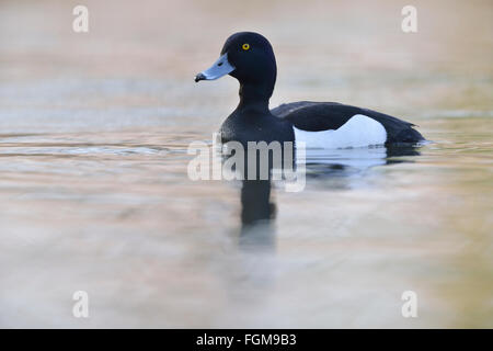 Moretta (Aythya fuligula), drake, sulle sponde di un lago in alto Lusatian Heath e laghetto paesaggio, Guttau, Bassa Sassonia, Germania Foto Stock