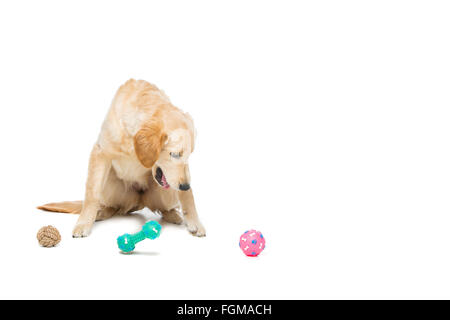 Giovani beautiul golden retriever cane Foto Stock