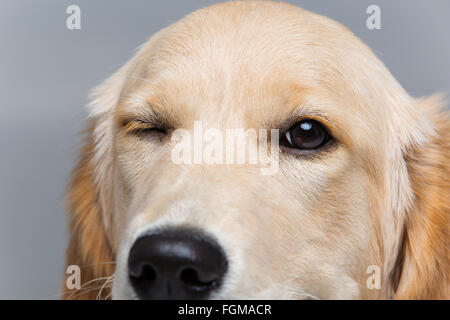 Giovani beautiul golden retriever cane Foto Stock