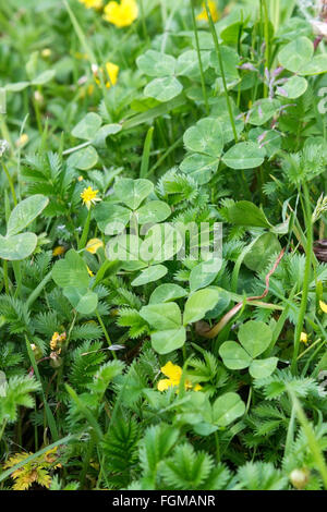 Tappeto da un chiodo di garofano Potentilla anserina Foto Stock