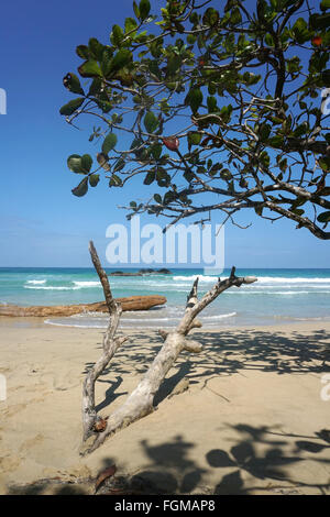 Spiaggia di rana rossa a Isla Bastimentos nell'arcipelago di Bocas del toro Panama Foto Stock