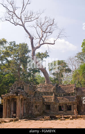 Un albero cresce attraverso il tetto delle rovine del tempio Thommanom in Siem Reap, Cambogia Foto Stock