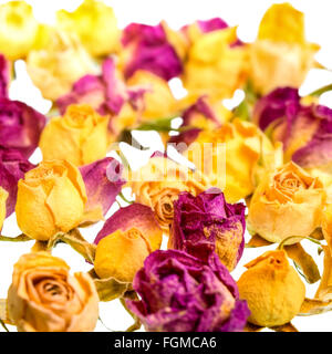 Asciugato il giallo e il Rosa Rose come sfondo è isolato su bianco in stile retrò, primo piano Foto Stock