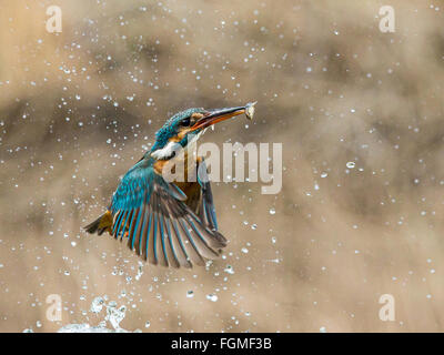 Kingfisher emergente dal fiume con fermo Foto Stock