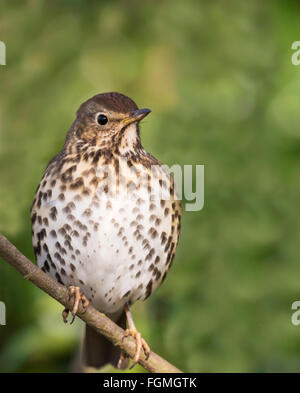 Tordo Bottaccio Turdus philomelos appollaiato sul ramo di albero Foto Stock