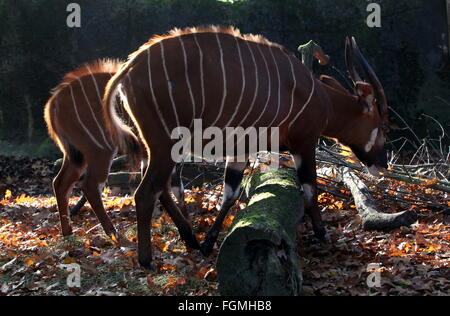 Voce maschile East African Bongo forest antilope (Tragelaphus eurycerus Isaaci) insieme con i giovani vitelli Foto Stock