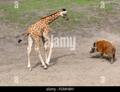 Giocoso giovani della Rothschild giraffe (Giraffa camelopardalis) con African Red River porco o maiale Bush (Potamochoerus porcus) Foto Stock