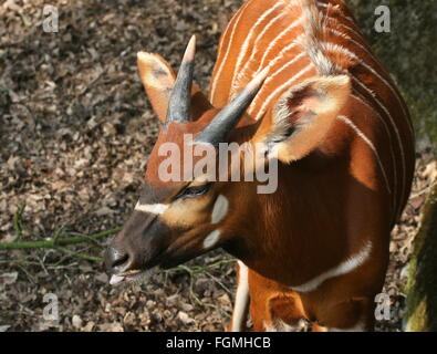 Voce maschile East African Bongo antilope (Tragelaphus eurycerus Isaaci), primo piano della testa Foto Stock