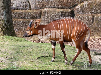 Femmina East African Bongo antilope (Tragelaphus eurycerus Isaaci), primo piano della testa Foto Stock