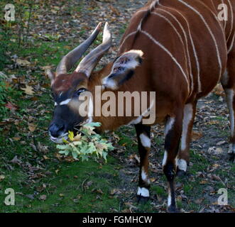 Voce maschile East African Bongo antilope (Tragelaphus eurycerus Isaaci), primo piano della testa Foto Stock