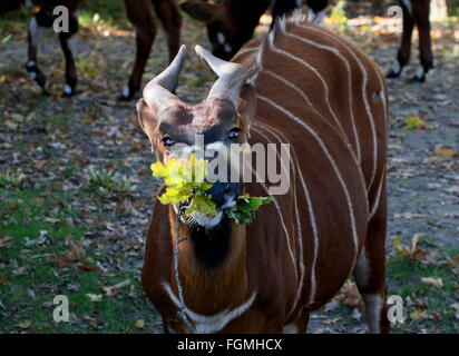 Voce maschile East African Bongo antilope (Tragelaphus eurycerus Isaaci), primo piano della testa mentre mangia le foglie Foto Stock