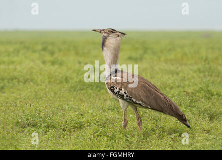 Kori bustard (Ardeotis kori) Foto Stock