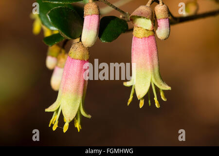 Fiori invernali della Australian hybrid arbusto sempreverde, Correa 'Marian meraviglia dell' Foto Stock