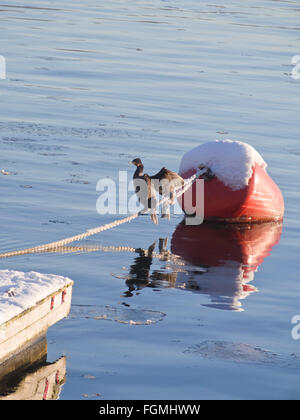 Inverno idilliaco giorno nel porto di Oslo Norvegia, il marangone dal ciuffo arroccato su boe di ormeggio e la corda Foto Stock