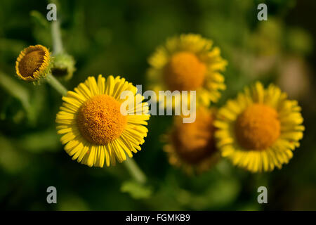 Comune (fleabane Pulicaria dysenterica) close up di fiori. Fiori di colore giallo su piante in famiglia a margherita (Asteraceae) Foto Stock