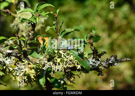 Prugnolo (Prunus spinosa di frutta con un lichene. Arbusto spinoso in rosa (famiglia delle Rosacee) con acerbi prugnole Foto Stock