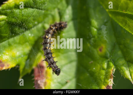 Caterpillar iniziano a girare i primi fili di seta per poi avvolgersi in una foglia e diventare una crisalide Foto Stock
