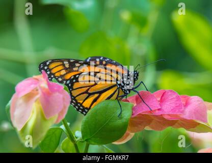 Farfalla monarca Danaus plexippus al Butterfly Estates in Fort Myers Florida Foto Stock