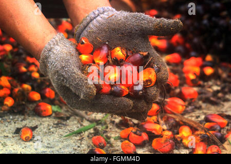 , Kampar Riau, Indonesia. Xx Febbraio 2016. RIAU, Indonesia - 21 febbraio : agricoltore il raccolto i frutti di palma a persone di piantagione il 20 febbraio 2016 in Kampar regency, nella provincia di Riau, Indonesia. Il governo indonesiano ha protestato contro la politica francese sulla tassa di olio di palma greggio dall'Indonesia. © Sijori Immagini/ZUMA filo/Alamy Live News Foto Stock