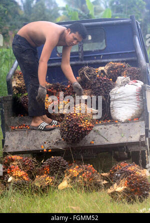 , Kampar Riau, Indonesia. Xx Febbraio 2016. RIAU, Indonesia - 21 febbraio : agricoltore il raccolto i frutti di palma a persone di piantagione il 20 febbraio 2016 in Kampar regency, nella provincia di Riau, Indonesia. Il governo indonesiano ha protestato contro la politica francese sulla tassa di olio di palma greggio dall'Indonesia. © Sijori Immagini/ZUMA filo/Alamy Live News Foto Stock