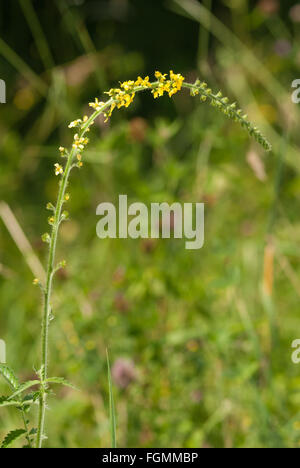 Agrimony o Liverwort selvaggio fiore considerato avere proprietà magiche Agrimonia eupatoria utilizzato per arrestare il sanguinamento leale avvolto Foto Stock