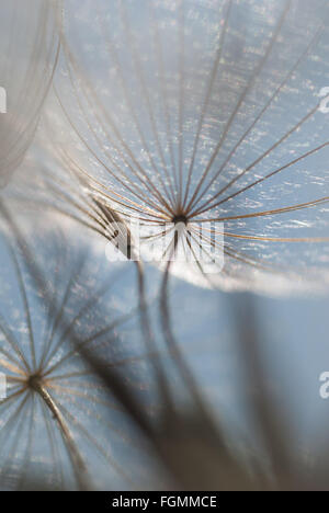 Tarassaco orologio semi dispersione seme bianco ombrello testa rotonda e semi contro il cielo blu e verde fogliame Foto Stock